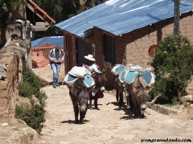 Los burros, el principal medio de transporte.