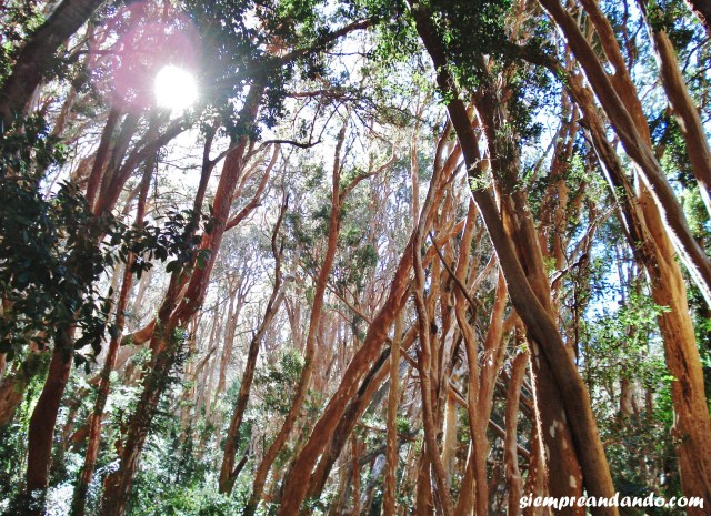 Bosque de Arrayanes, Villa La Angostura