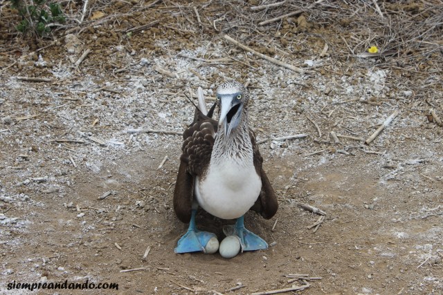 El piquero o alcatraz patiazul en la Isla de la Plata