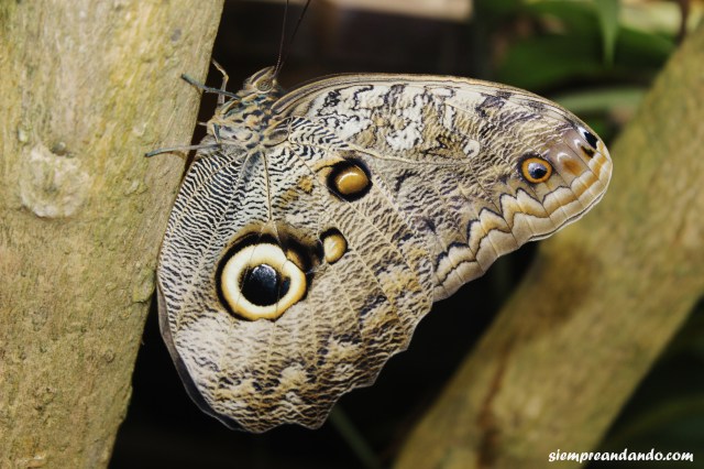 Grata compañía en el mariposario