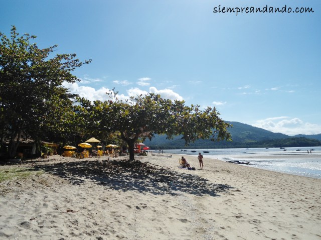 El árbol que me recubrió en la playa de Jabaquara.