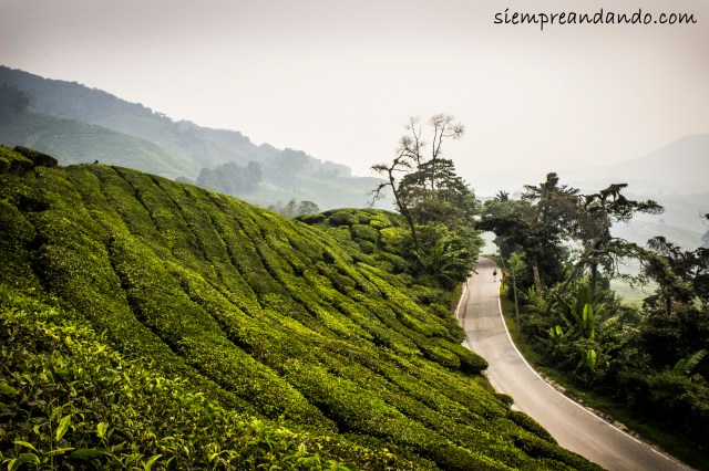 Cameron Highlands (2015).